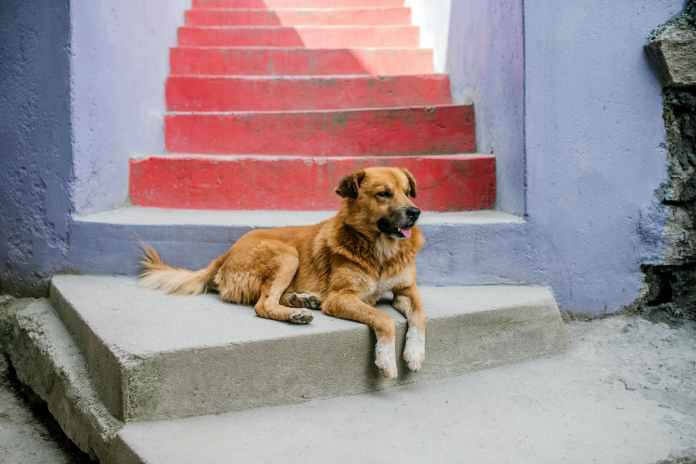 cute dog resting on colorful stairs on street