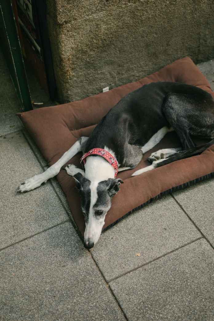 bicolor greyhound dog lying on a pillow at a building entrance