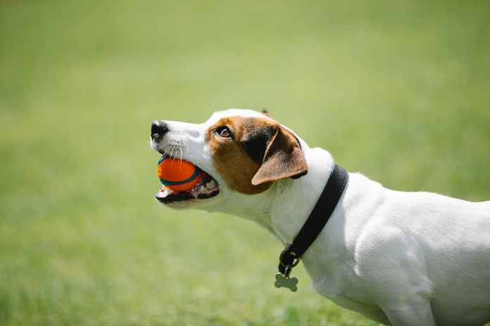 dog in black collar with ball in teeth