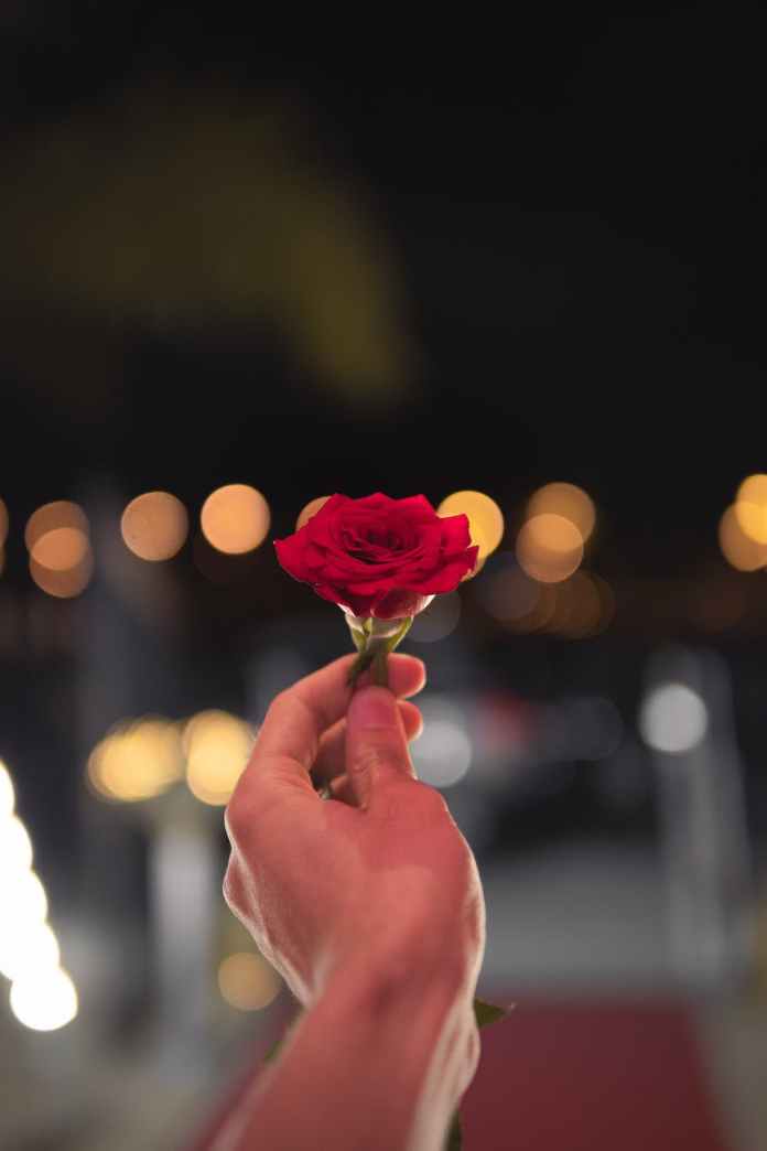 person holding red rose