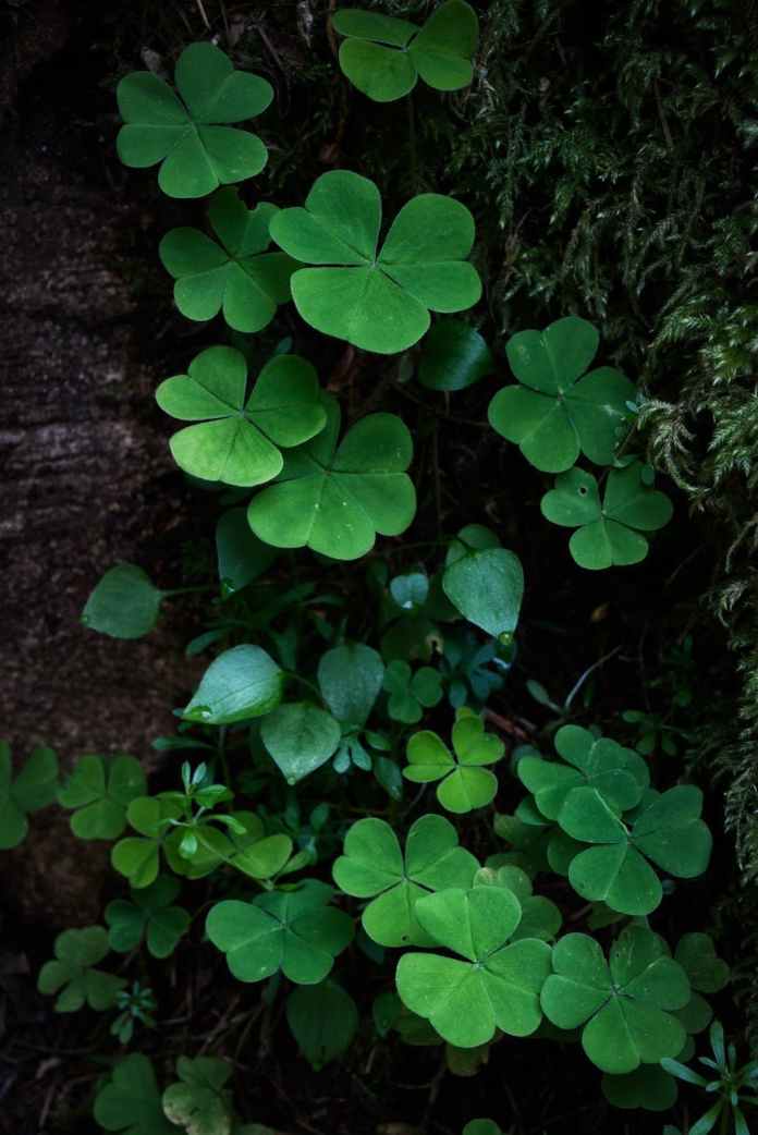 green leaves on black soil