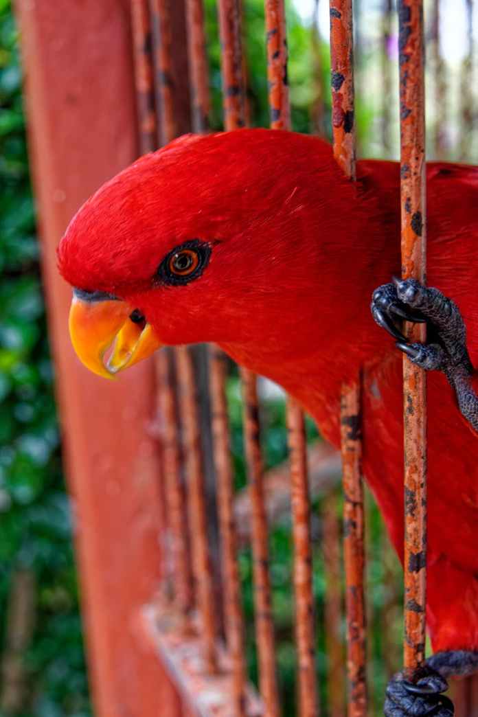 red parrot in cage